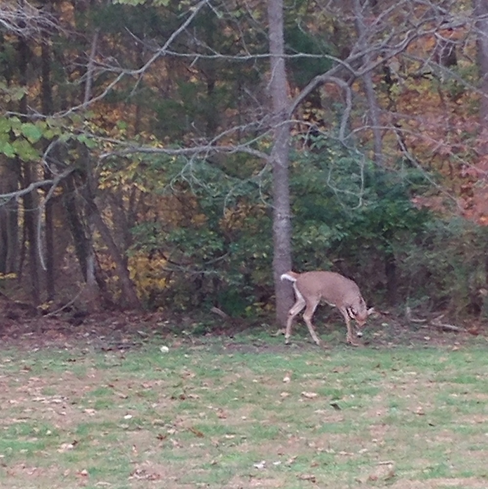 Meet your Posher, Sheri